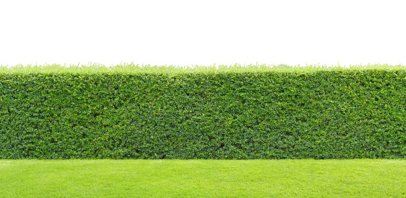 Lush Evergreen Hedges