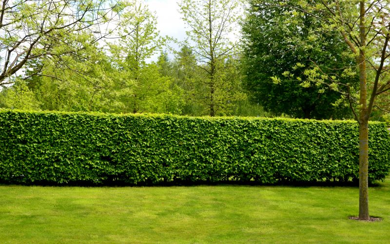 Deciduous Privacy Hedges