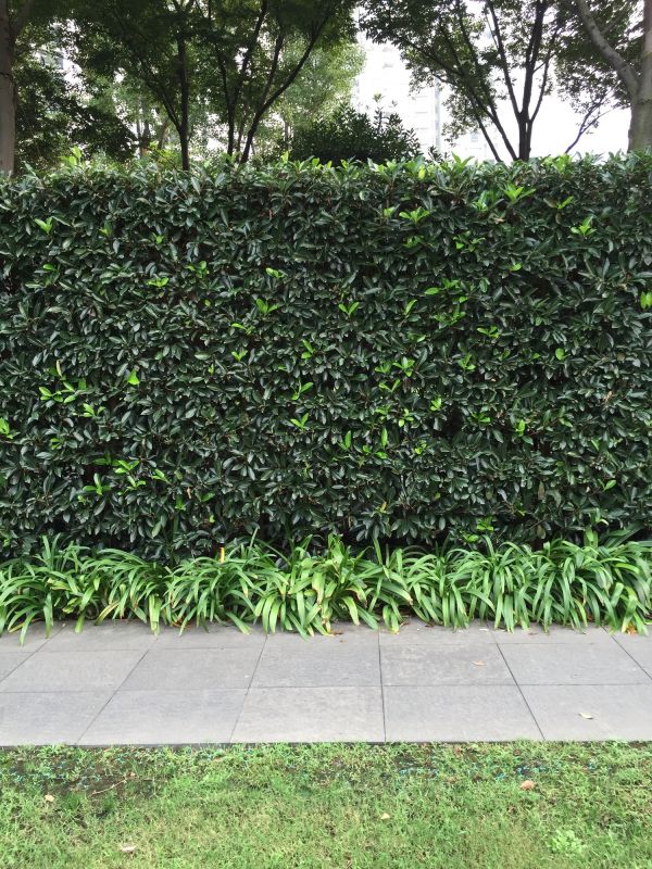 Healthy Hedge Growth