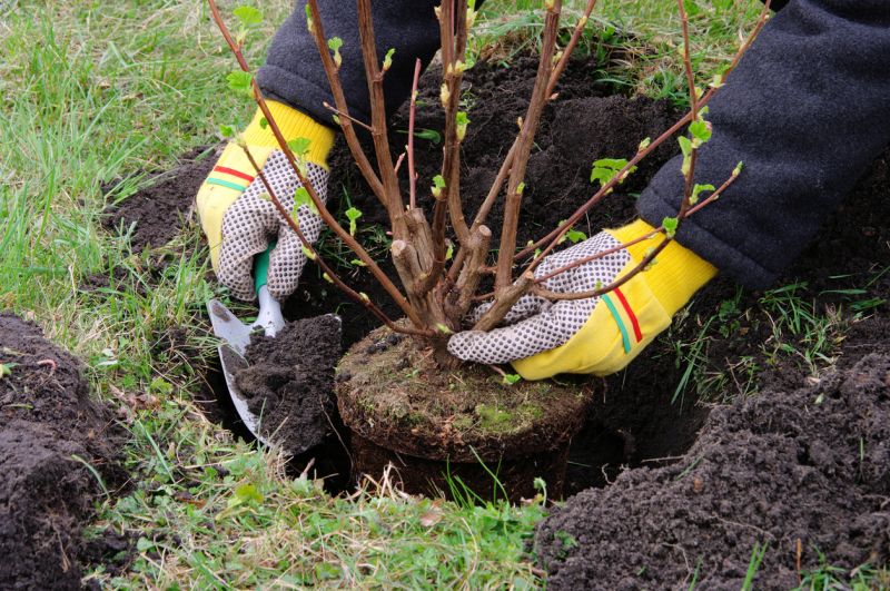 Shrub Planting Service in Ventura County, CA