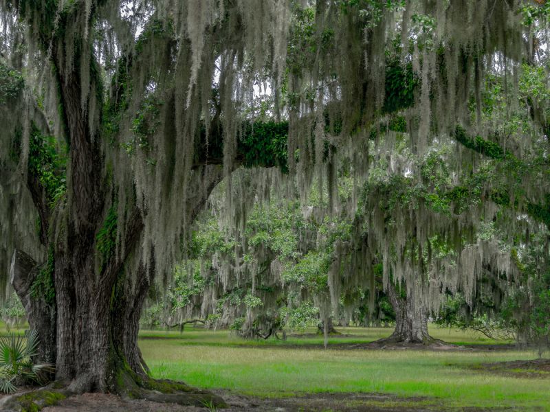 Spanish Moss Treatment in Reno, NV