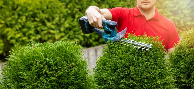 Hedge Maintenance Services